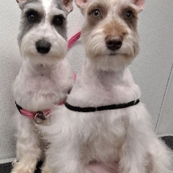 Poochie's Pampered Pet Services - Pepper & Sugar - Pet Groomers Near Me - Farmers Branch, Texas Poochie's Pampered Pet Services - Pepper & Sugar - Pet Groomers Near Me - Farmers Branch, Texas