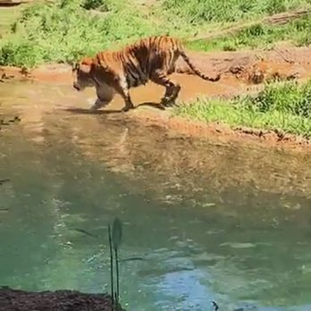 Memphis Zoo - Zoos Near Me - Memphis, Tennessee