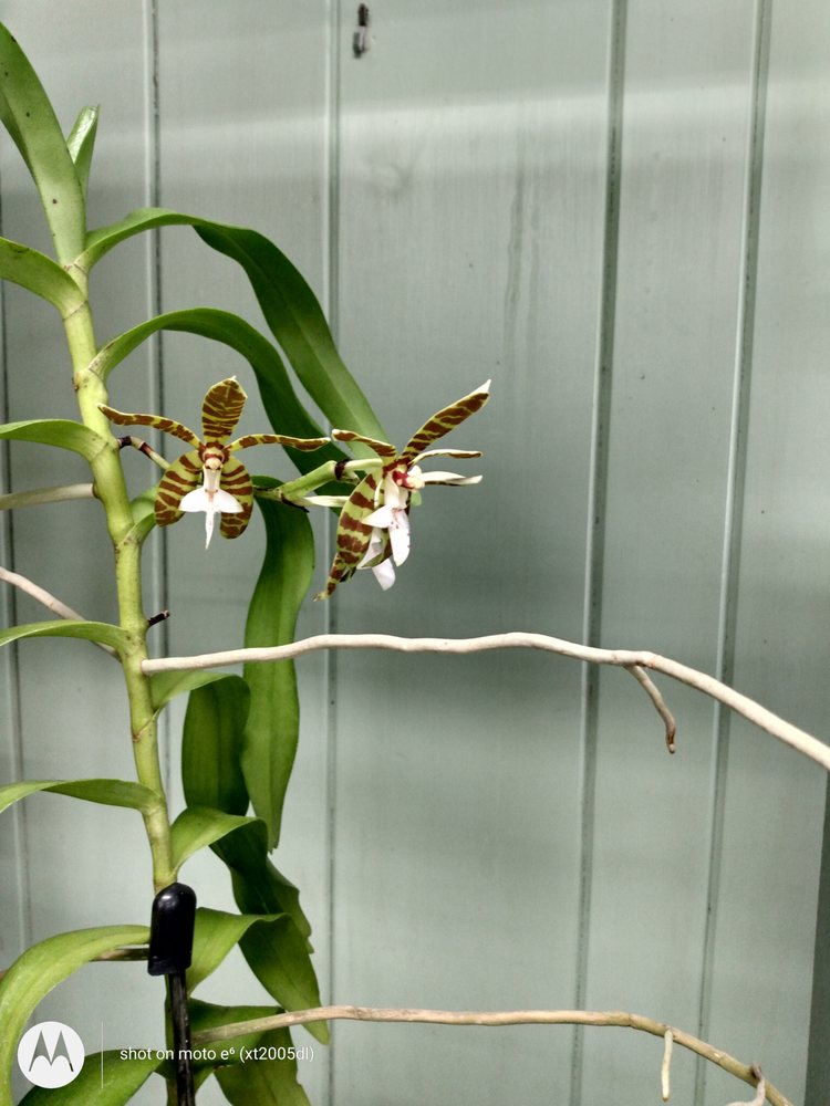 LITTLE BROOK ORCHIDS 19 Photos 25 Rider Ave, Lancaster