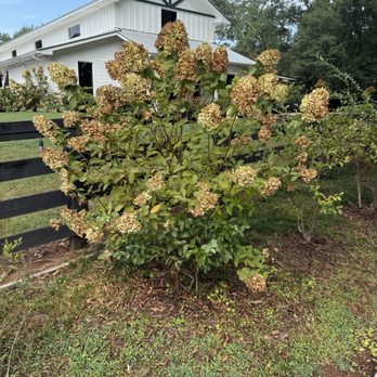 Nutwood Winery - Wine Bars Near Me - LaGrange, Georgia