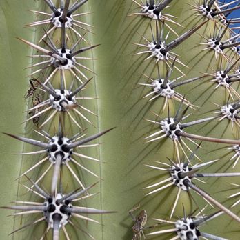 Saguaro National Park - Parks Near Me - Tucson, Arizona Saguaro National Park - Parks Near Me - Tucson, Arizona
