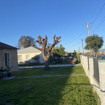 Cota's Tree Service - Tree Services Near Me
