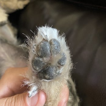 PetSmart - These photos are showing her paw pads and how dirty, rough and gunked up they still look - Pet Groomers Near Me - Palmdale, California PetSmart - These photos are showing her paw pads and how dirty, rough and gunked up they still look - Pet Groomers Near Me - Palmdale, California