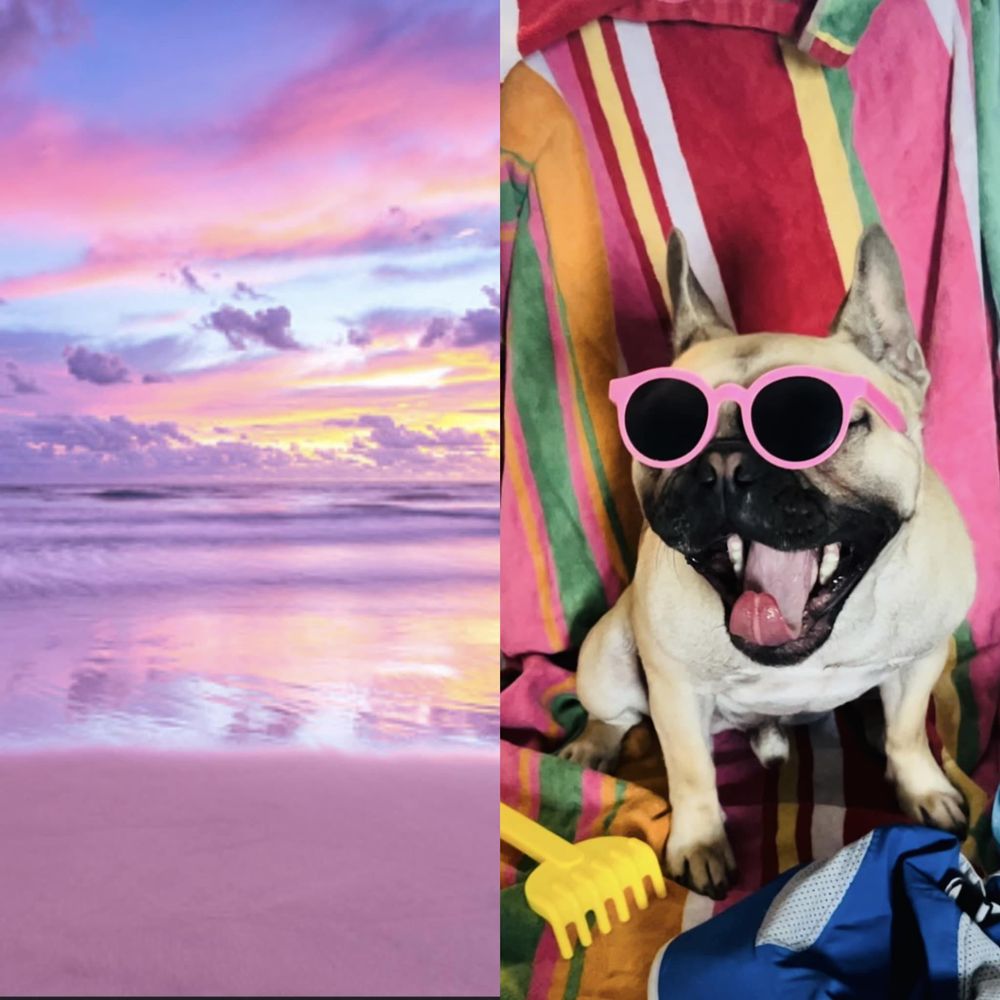 PET PARADISE MOBILE GROOMING New Bern, North Carolina Pet Groomers Phone Number Yelp