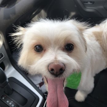 Purr-Fect Pets Round Rock - On his way home from his spring grooming appointment :) - Pet Groomers Near Me - Round Rock, Texas Purr-Fect Pets Round Rock - On his way home from his spring grooming appointment :) - Pet Groomers Near Me - Round Rock, Texas
