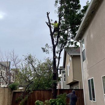 ML Tree Service - Halfway done with second tree - Tree Services Near Me - Redwood City, California ML Tree Service - Halfway done with second tree - Tree Services Near Me - Redwood City, California
