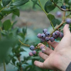Honey Pot Hill Orchards - Blueberries