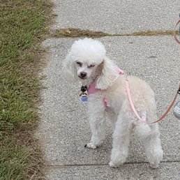 before grooming