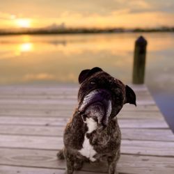 Bay Animal Hospital - Our boy Scooter