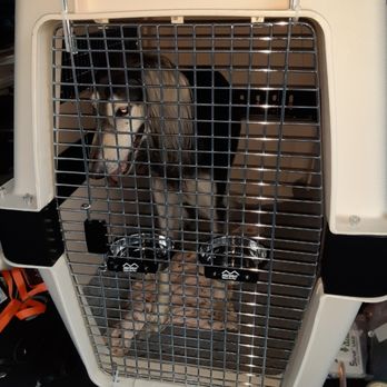 Pet Transport Pro - Pet travel to Finland. Aeden in a giant kennel with extender kit. JFK to Helsinki. - Pet Transportation Near Me