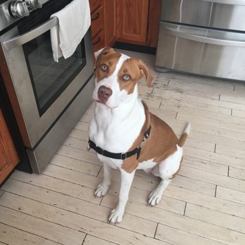 Fydoland - Pet Training Near Me - St. Charles, Illinois