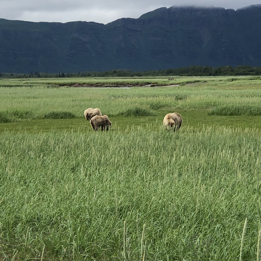 Alaska Bear Adventures - Hiking Near Me - Homer, Alaska Alaska Bear Adventures - Hiking Near Me - Homer, Alaska