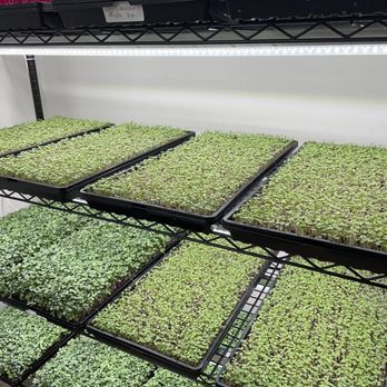MicroDreams - Arugula & Salad Mix - Specialty Food Near Me MicroDreams - Arugula & Salad Mix - Specialty Food Near Me