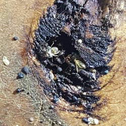 Camp Andrews - Bed bugs