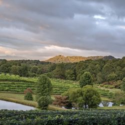 The view from the bottom of the Vineyard