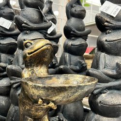 Frogs galore Taken 4/2/2022