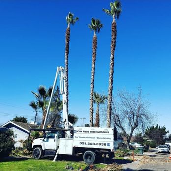 John Ayers Tree Surgeons - The question we get asked the most is "Do we trim palm trees too?" And the answer is absolutely!! - Tree Services Near Me - Visalia, California