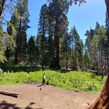 Trail of 100 Giants - Hiking Near Me - Springville, California Trail of 100 Giants - Hiking Near Me - Springville, California