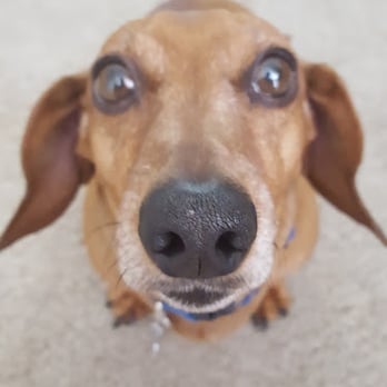 Uncle Denny Sits - "Cookie??" ~Buddy - Pet Sitting Near Me Uncle Denny Sits - "Cookie??" ~Buddy - Pet Sitting Near Me