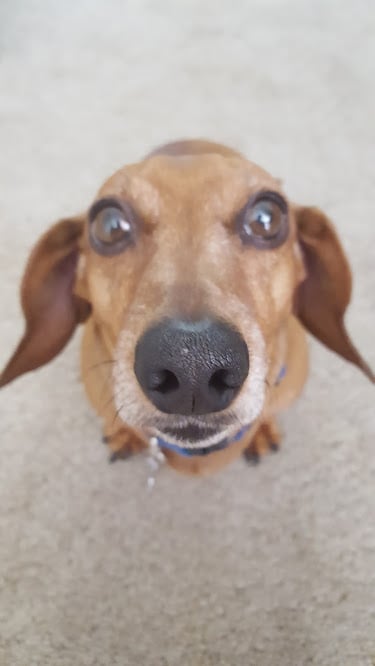 Uncle Denny Sits - pet boarding facility in Sacramento, CA