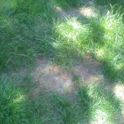 Koester Landscape Management - Splendor in the Grass
