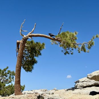 Sentinel Dome & Taft Point - Raven at the top - Hiking Near Me