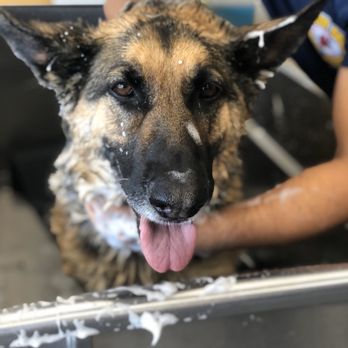 Unleashed by Petco - Pet Stores Near Me - San Leandro, California