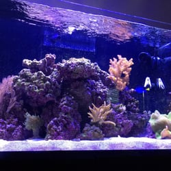Dallas Aquarium Kings - It's a work in progress but I think it's amazing!