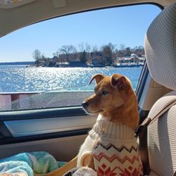 Champlain Valley Veterinary Services - Raddys first trip on the ferry.