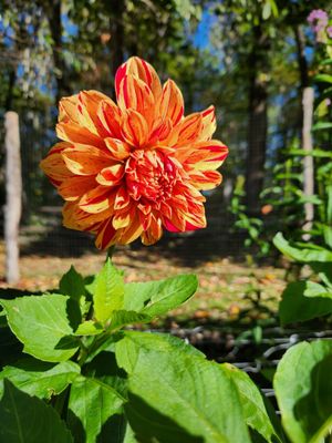 The Swag by null The Swag by null