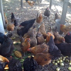 LMR Rutherford Gardens - Happy chickens eating organic fruits and veggies with lots of space to run around