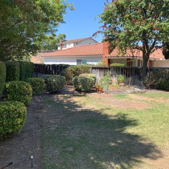 George’s Landscaping & Maintenance - Well shaped, and all the awful pepper tree sprouts between our hedges are gone. - Landscaping Near Me George’s Landscaping & Maintenance - Well shaped, and all the awful pepper tree sprouts between our hedges are gone. - Landscaping Near Me
