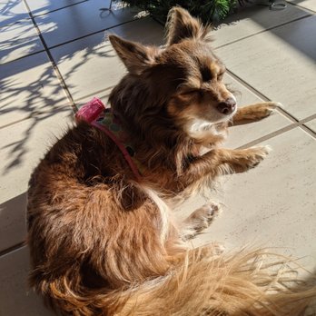 Joybound - Foxy Lady sunning herself - Animal Shelters Near Me - Walnut Creek, California Joybound - Foxy Lady sunning herself - Animal Shelters Near Me - Walnut Creek, California