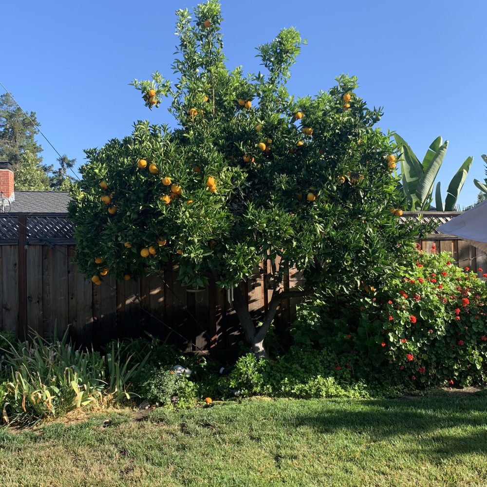 Brad's Friendly Tree Service - Before - Tree Services Near Me - Morgan Hill, California