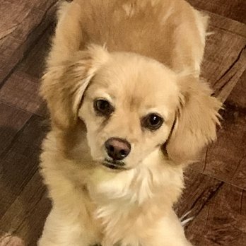 Pack Leader Dog Training - Pet Training Near Me Pack Leader Dog Training - Pet Training Near Me