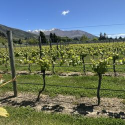 Brennan Wines - Vineyard