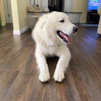 Bright Eyed & Bushy Tailed - Nails all trimmed and fur better than it's been for years. - Pet Groomers Near Me