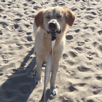 Coronado Dog Beach - Someone doesn't want to go home :( - Beaches Near Me - Coronado, California Coronado Dog Beach - Someone doesn't want to go home :( - Beaches Near Me - Coronado, California