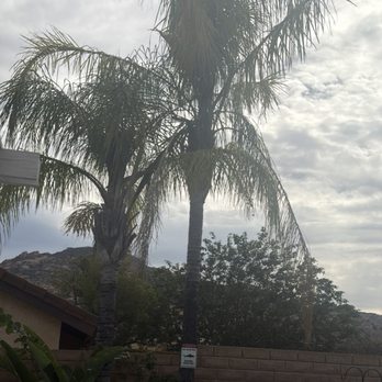 Affordable Tree Care - Before - Tree Services Near Me Affordable Tree Care - Before - Tree Services Near Me