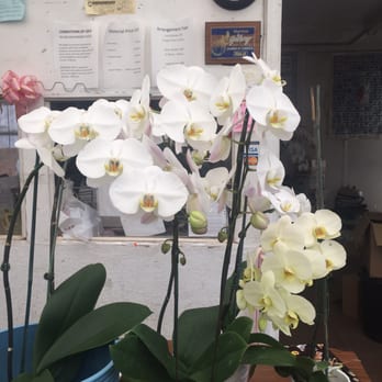 South Pacific Orchids - Nurseries & Gardening Near Me - Gilroy, California South Pacific Orchids - Nurseries & Gardening Near Me - Gilroy, California