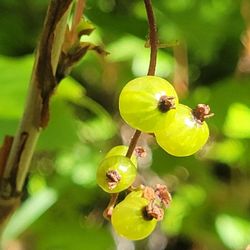 Ptarmigan Creek Campground & Trail - Unripe currants