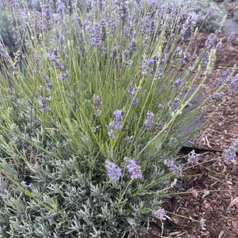 Ali'i Kula Lavender - August 2024 - Tours Near Me - Kula, Hawaii
