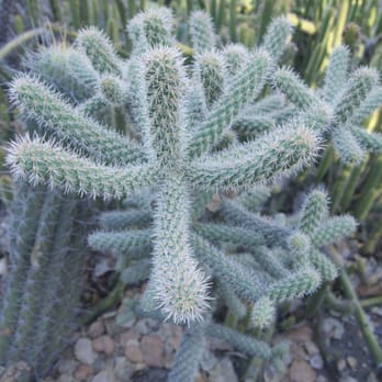 Arizona Garden - Botanical Gardens Near Me - Stanford, California Arizona Garden - Botanical Gardens Near Me - Stanford, California