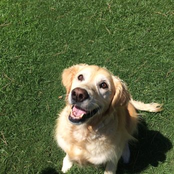 Superpet Services - Pet Sitting Near Me