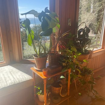 Bear Valley Nursery - What's not to love about plants that live forever some of these are three years old. - Nurseries & Gardening Near Me - Lincoln City, Oregon