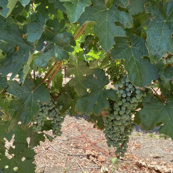 Doffo Wines - Wineries Near Me - Temecula, California