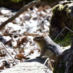 Severson Dells Nature Center