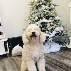 The Dogroom - My Oscar so happy after haircut