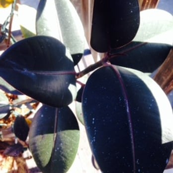 Albright Painting - One of my deck plants, covered in paint residue after Albright Painting painted my home. - Painters Near Me - El Sobrante, California