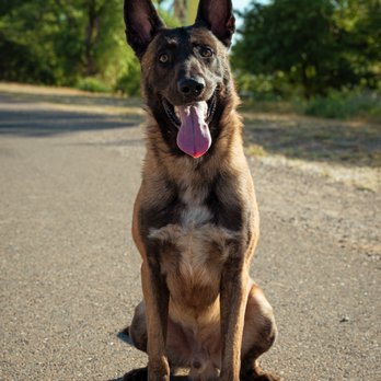 JPK9 Academy - Pet Training Near Me - Elk Grove, California